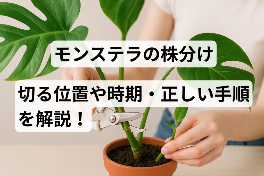 【モンステラの株分け】切る位置や時期・正しい手順を徹底解説！