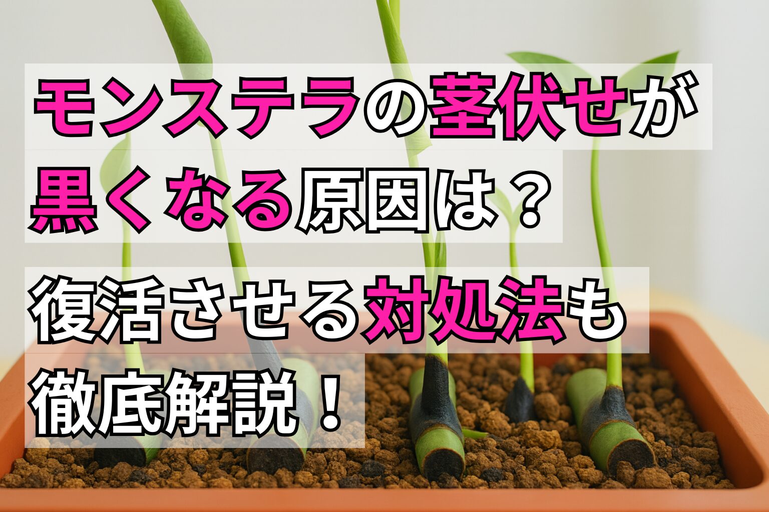 モンステラの茎伏せが黒くなる原因と復活させる対処法を徹底解説
