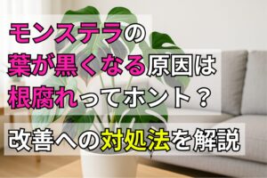 モンステラの葉が黒くなる原因は根腐れってホント?改善への対処法を解説