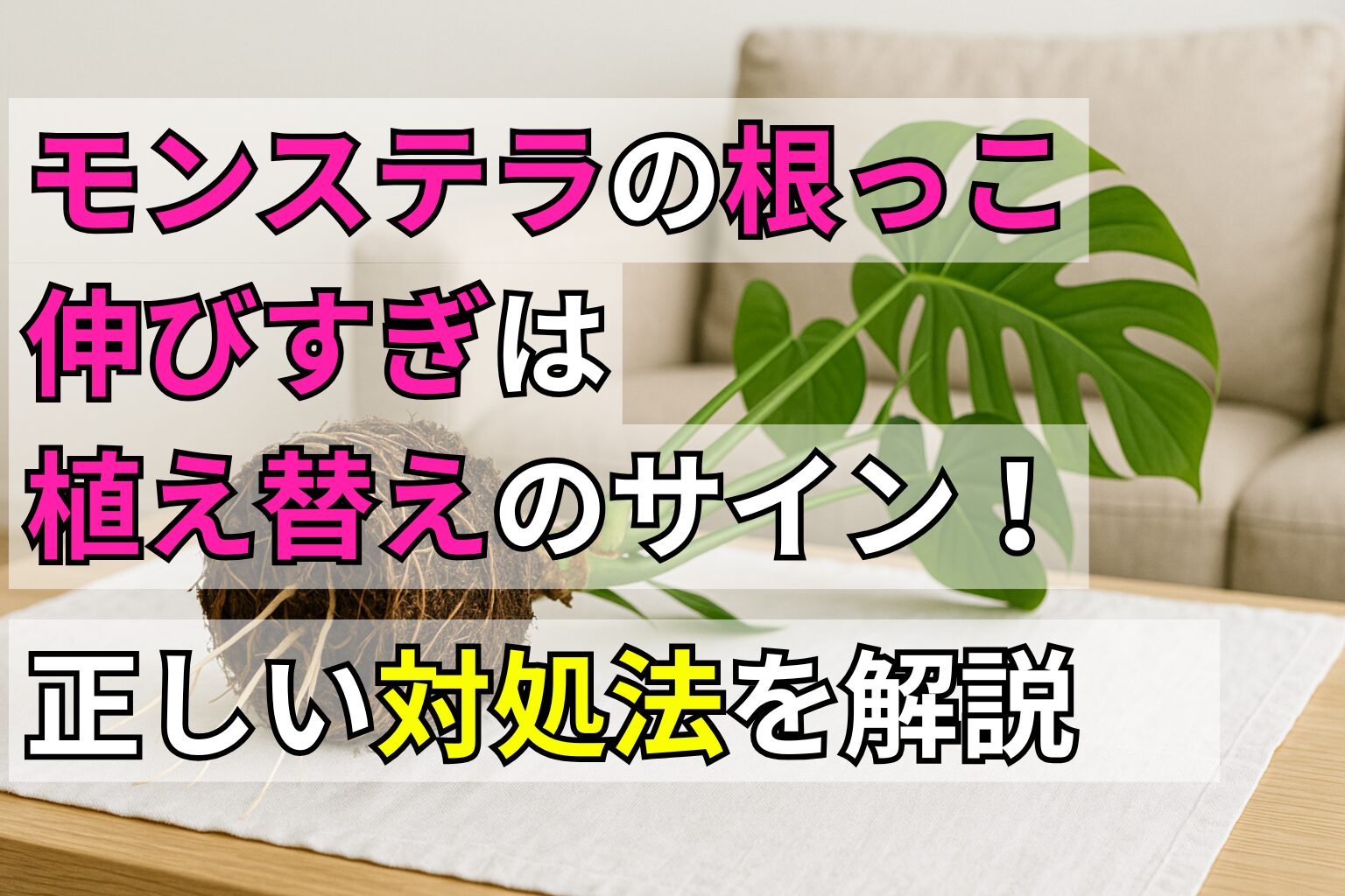 モンステラの根っこが伸びすぎるのは植え替えのサイン!対処法を解説