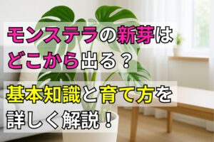 モンステラの新芽はどこから出る?基本知識と育て方を詳しく解説!