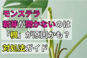 モンステラの新芽が開かないのは「根」が原因かも?対処法ガイド
