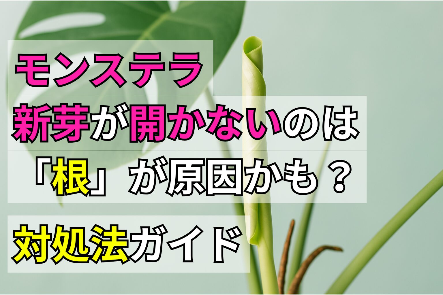 モンステラの新芽が開かないのは「根」が原因かも?対処法ガイド