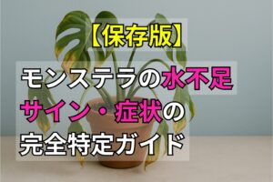 【保存版】モンステラの「水不足」サイン・症状の完全特定ガイド