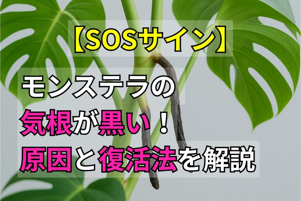 【SOSサイン】モンステラの気根が黒い!原因と復活法を解説