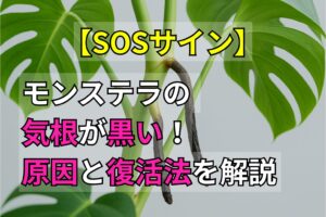 【SOSサイン】モンステラの気根が黒い!原因と復活法を解説
