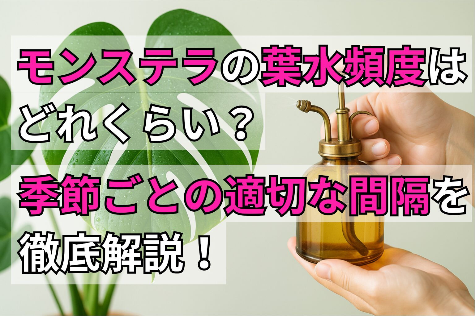 ブログ記事のアイキャッチ画像(記事タイトル「モンステラの葉水頻度はどれくらい?季節ごとの適切な間隔を徹底解説! 」)