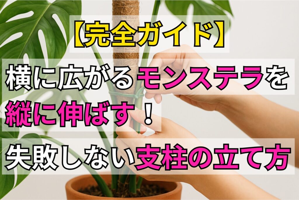 横に広がるモンステラを縦に伸ばす!失敗しない支柱の立て方【完全ガイド】