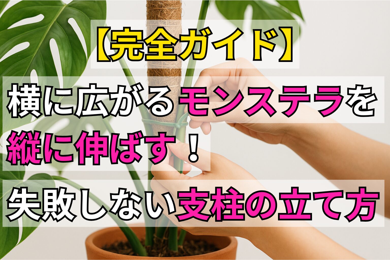 横に広がるモンステラを縦に伸ばす!失敗しない支柱の立て方【完全ガイド】
