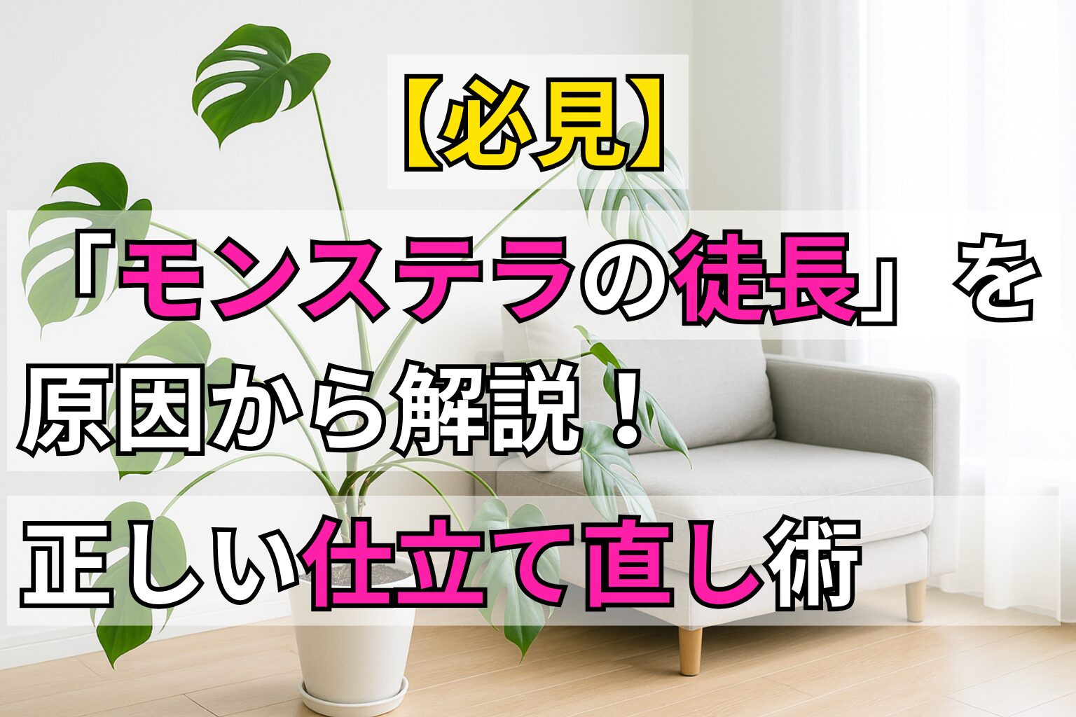 【必見】「モンステラの徒長」を原因から解説!正しい仕立て直し術