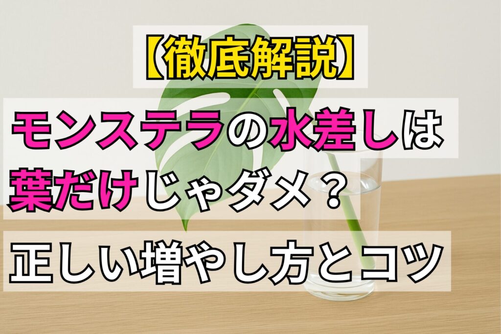 【徹底解説】モンステラの水差しは葉だけじゃダメ?正しい増やし方とコツ