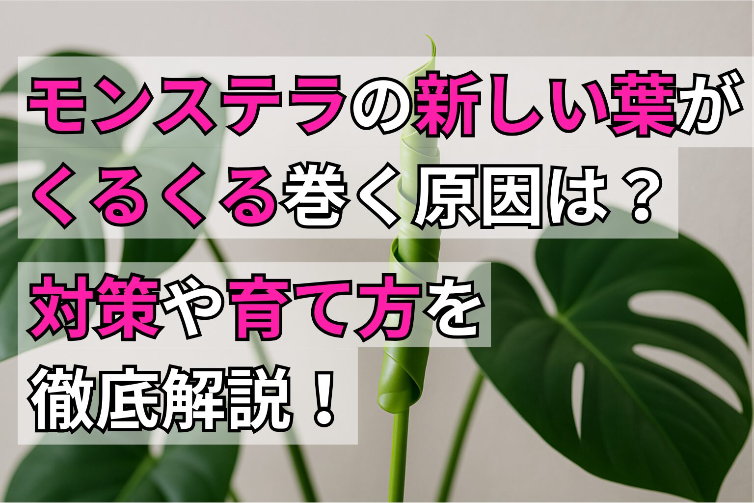 モンステラの新しい葉がくるくる巻くのは生育環境が原因？対策や育て方を解説！