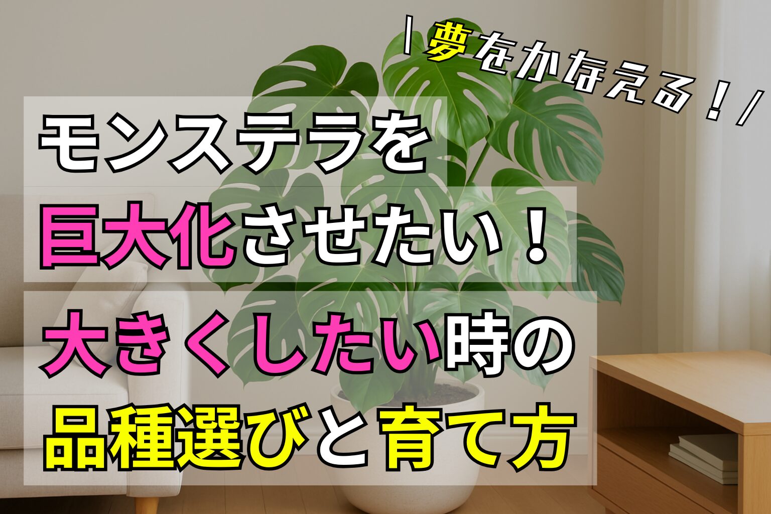 モンステラを巨大化させたい！大きくしたい時の品種選びと育て方
