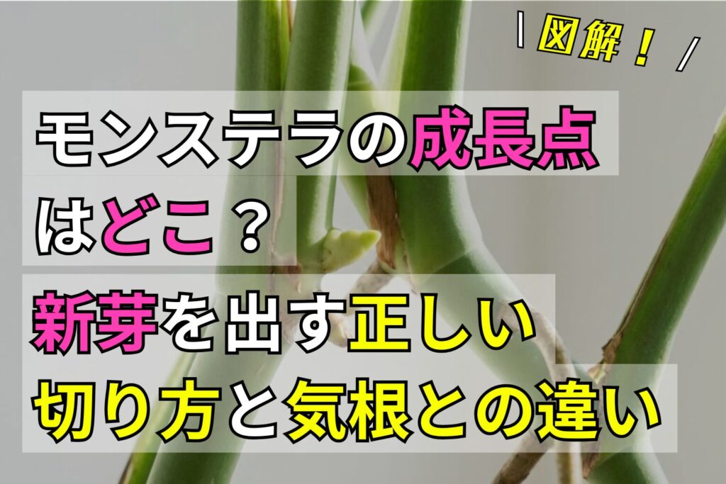 【図解】モンステラの成長点はどこ？新芽を出す正しい切り方と気根との違い