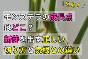 【図解】モンステラの成長点はどこ？新芽を出す正しい切り方と気根との違い