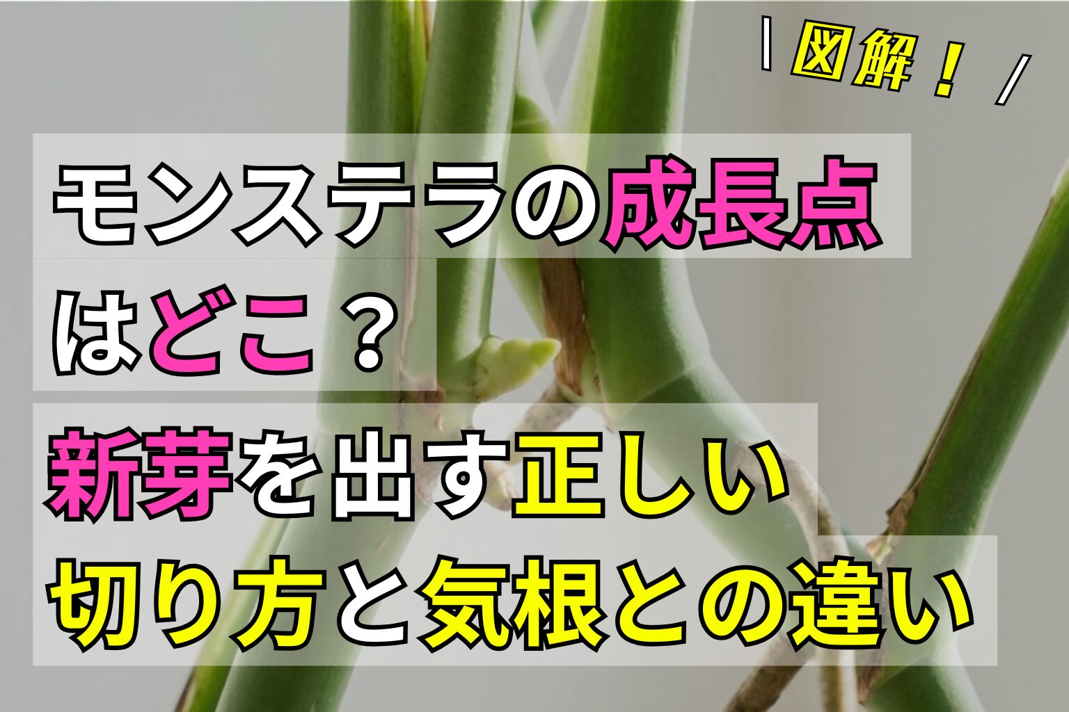【図解】モンステラの成長点はどこ？新芽を出す正しい切り方と気根との違い
