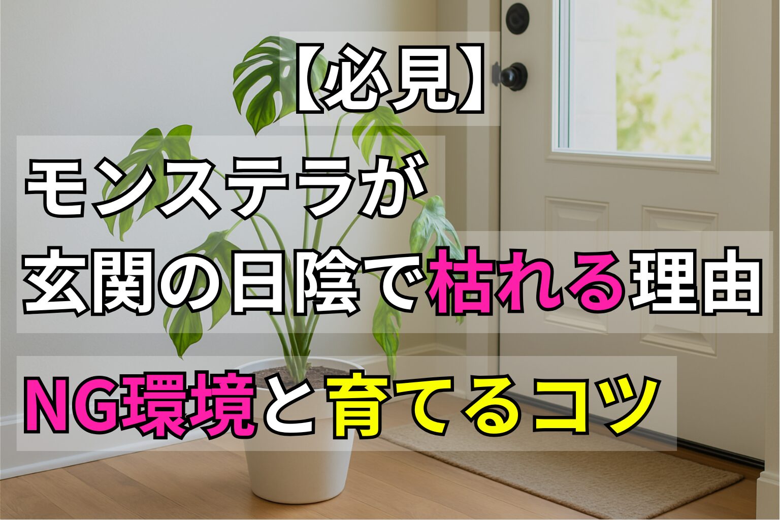 【必見】モンステラが玄関の日陰で枯れる理由 NG環境と育てるコツ