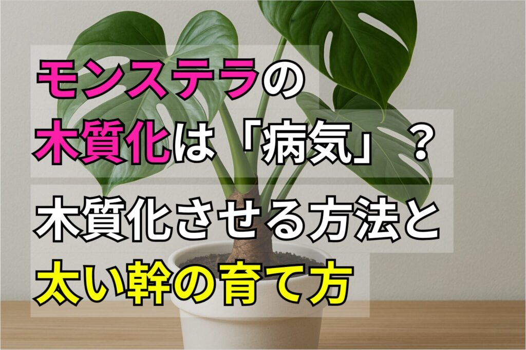 モンステラの木質化は病気？木質化させる方法と太い幹の育て方