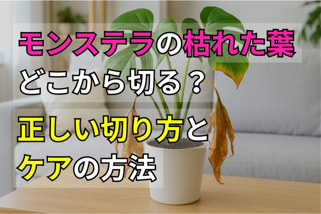 モンステラの枯れた葉はどこから切る？正しい切り方とケアの方法