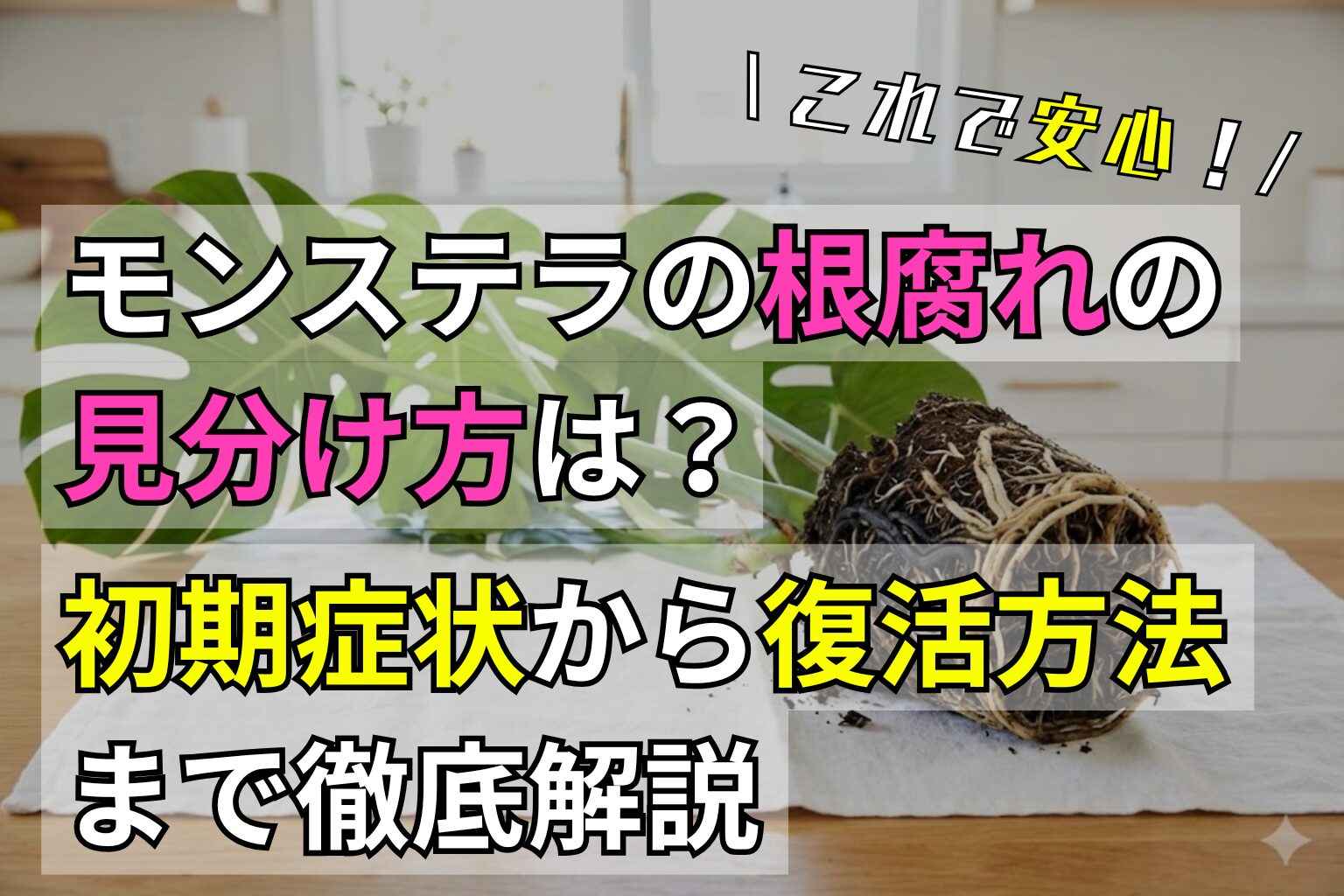 モンステラの根腐れの見分け方は？初期症状から復活方法まで徹底解説