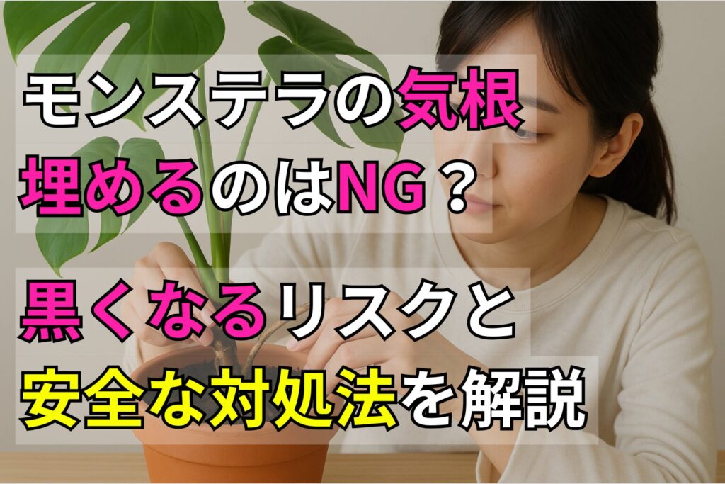 モンステラの気根、埋めるのはNG？黒くなるリスクと安全な対処法を解説