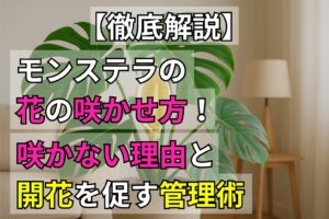 モンステラの花の咲かせ方！咲かない理由と開花を促す管理術【徹底解説】