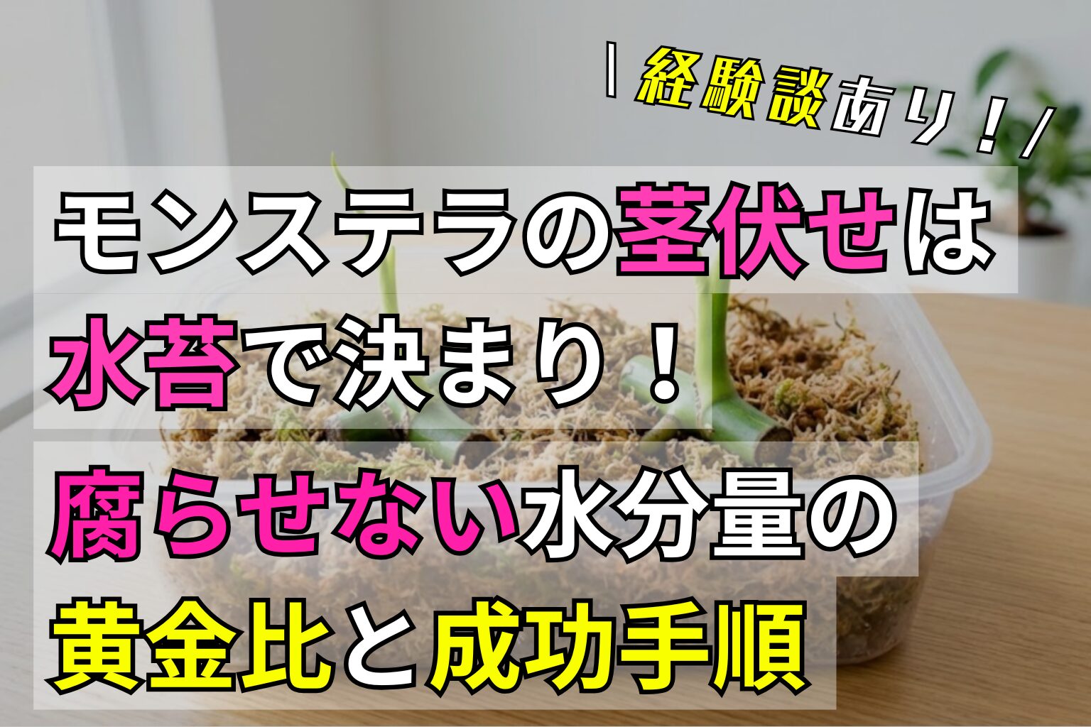 モンステラの茎伏せは水苔で決まり！腐らせない水分量の黄金比と成功手順