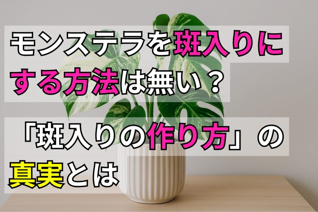 モンステラを斑入りにする方法は無い？「斑入りの作り方」の真実とは