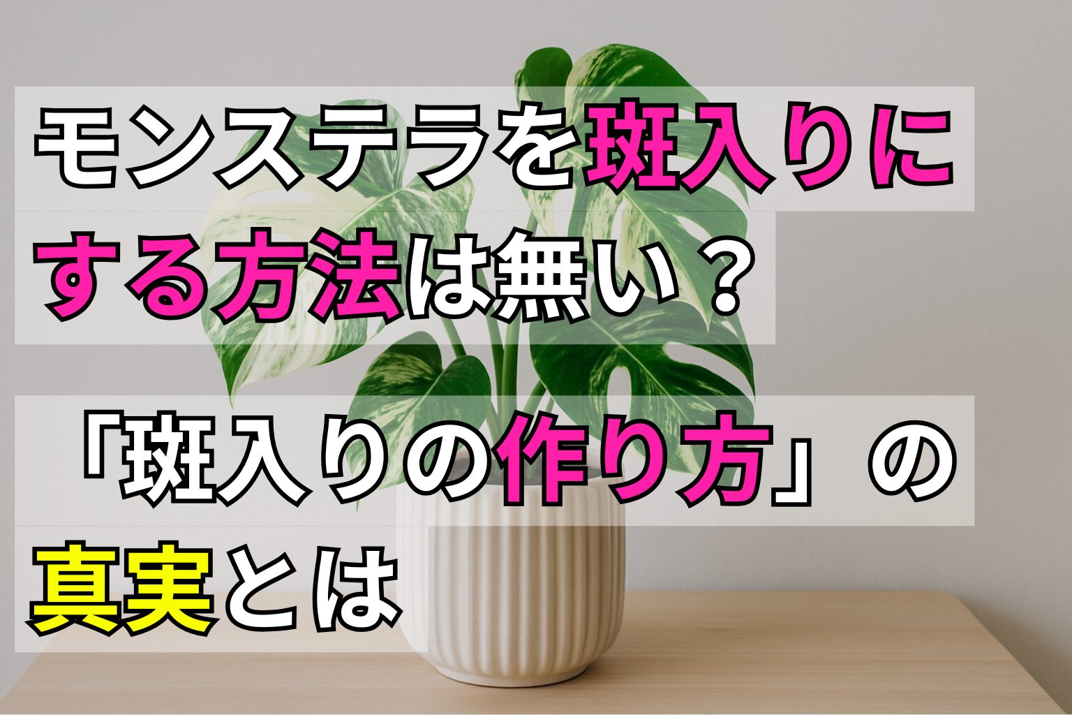 モンステラを斑入りにする方法は無い？「斑入りの作り方」の真実とは