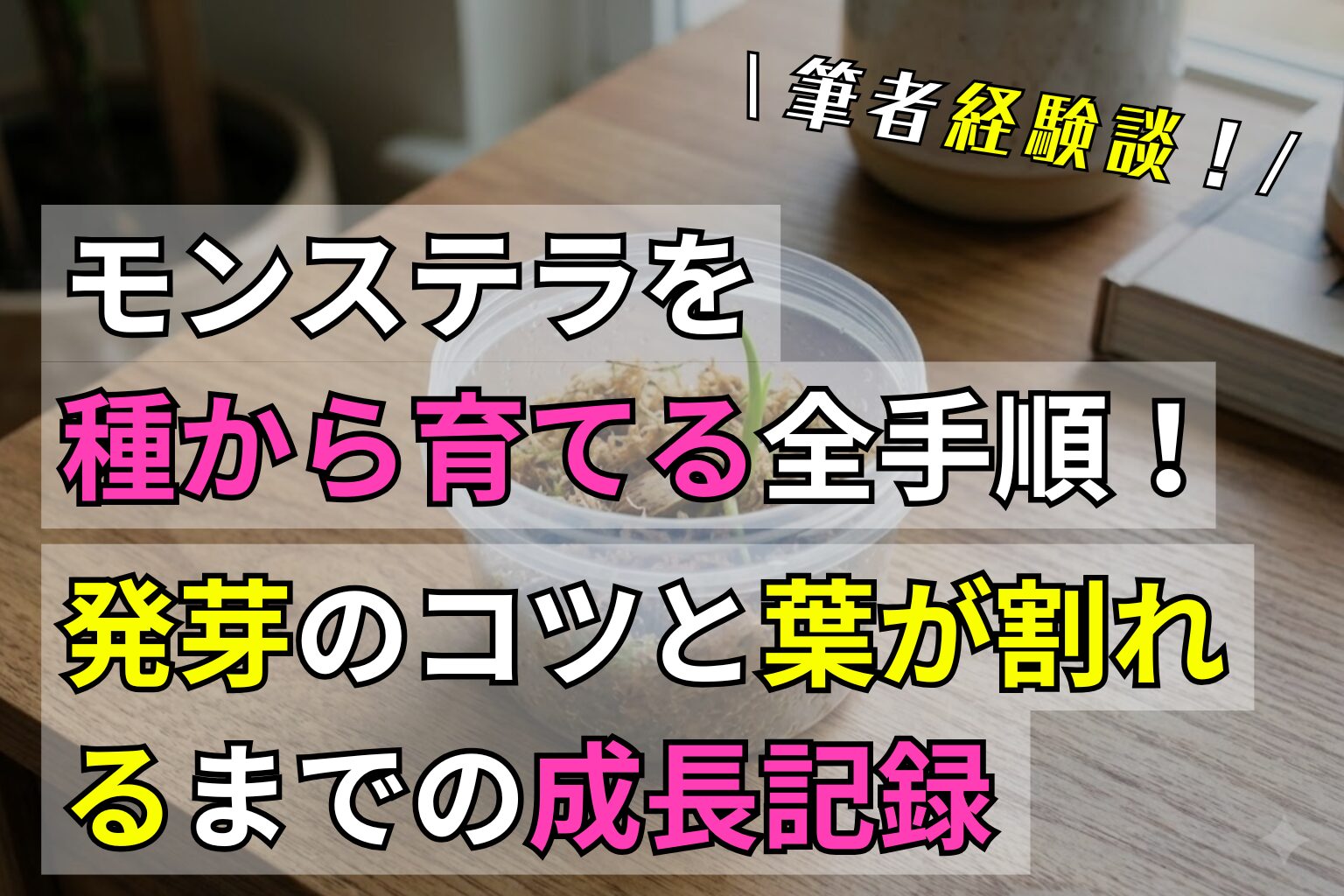 モンステラを種から育てる全手順！発芽のコツと葉が割れるまでの成長記録