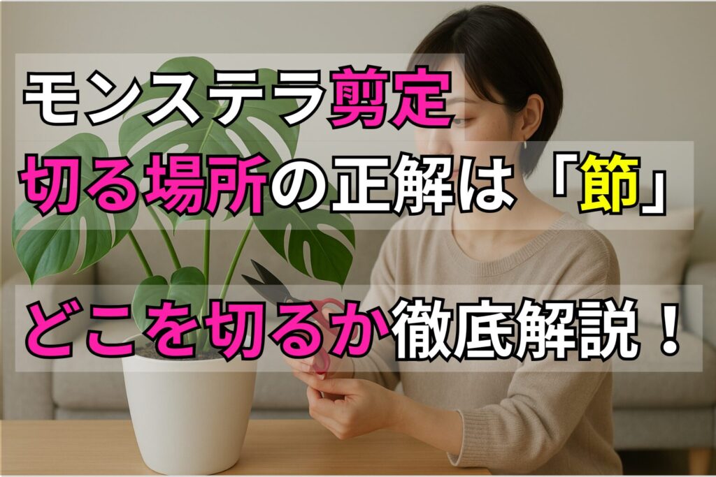 モンステラ剪定「切る場所」の正解は「節」！どこを切るか徹底解説