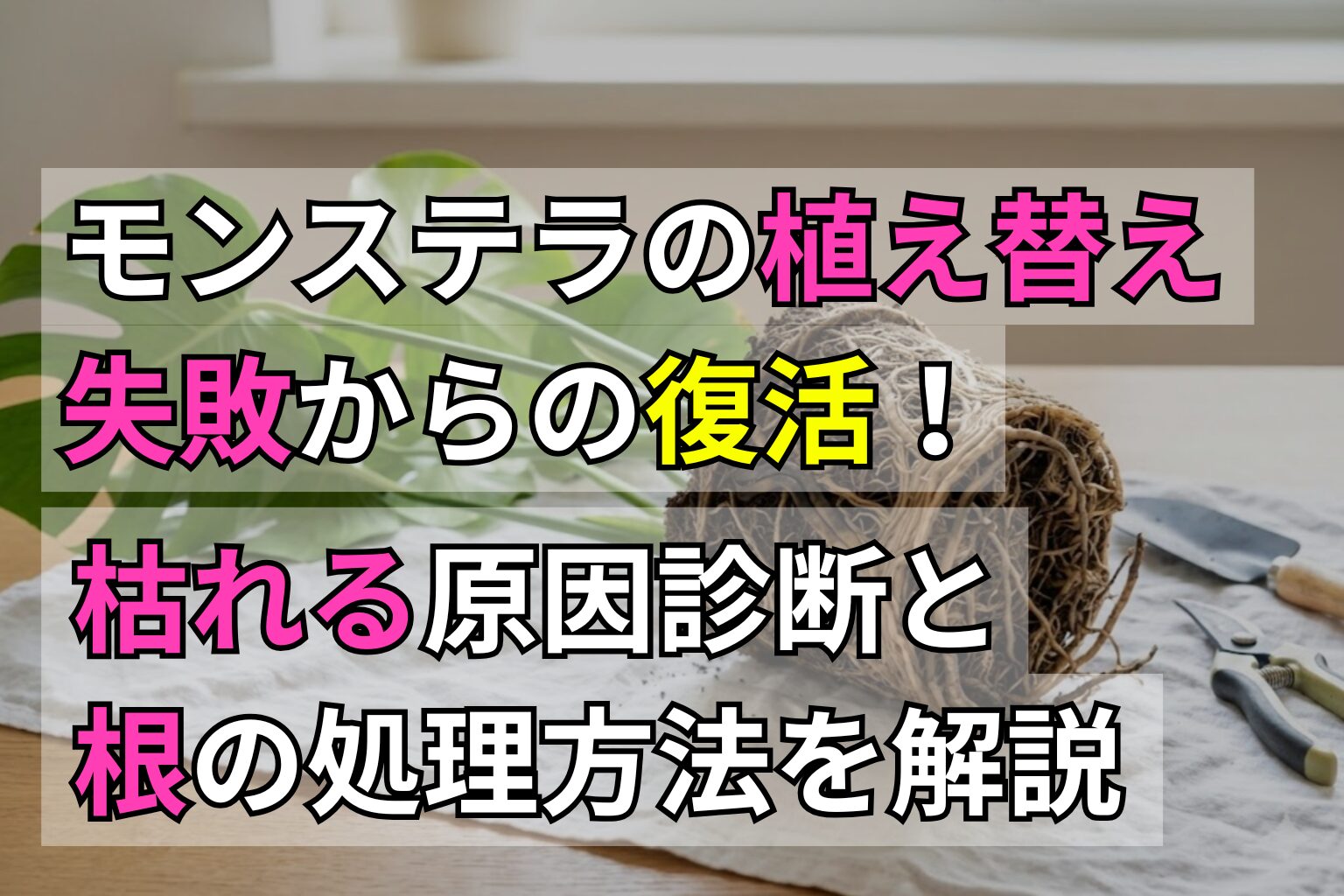 モンステラ植え替え失敗からの復活マニュアル｜枯れる原因診断と根の処理方法