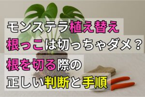 モンステラ植え替え｜根っこは切っちゃダメ？根を切る正しい判断と手順