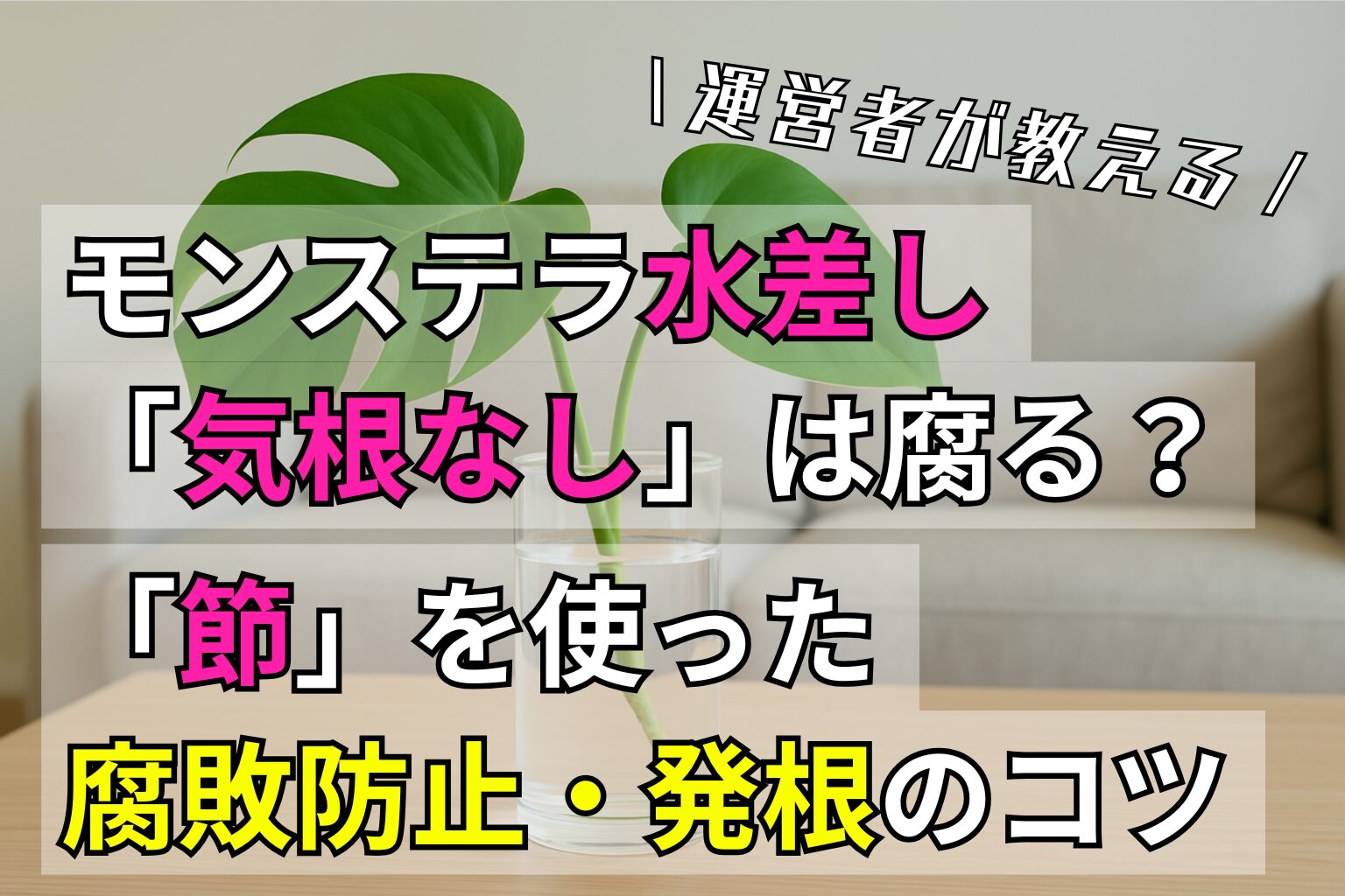 モンステラ水差し「気根なし」は腐る？運営者が教える「節」を使った腐敗防止・発根のコツ
