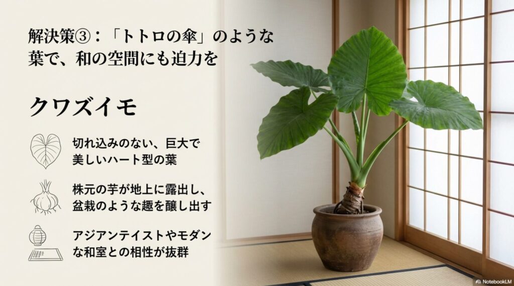 大きなハート型の葉と株元の芋が特徴のクワズイモ。和室やアジアンテイストに合う観葉植物