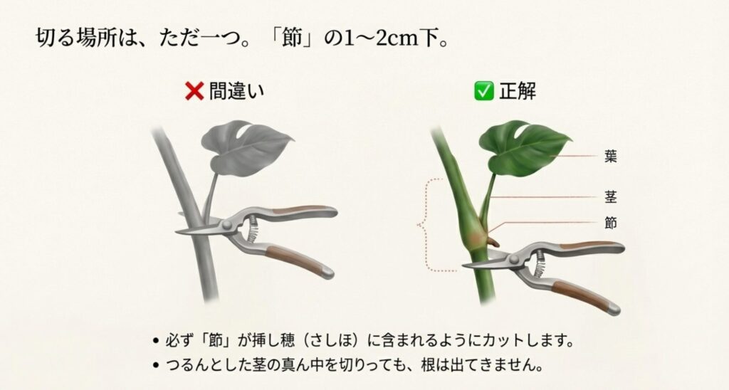 モンステラを剪定バサミで切る位置を示すイラスト。節の1〜2cm下を切る「正解」の位置と、節を含まない「間違い」の例。
