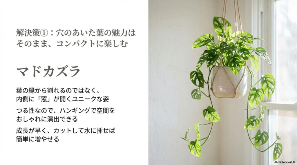 モンステラに似た穴あきの葉を持ち、コンパクトに楽しめるマドカズラ（フリードリッヒスターリー）