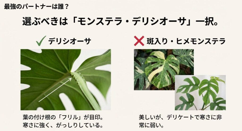モンステラ・デリシオーサの特徴である葉の付け根のフリルと、寒さに弱い斑入りやヒメモンステラとの比較