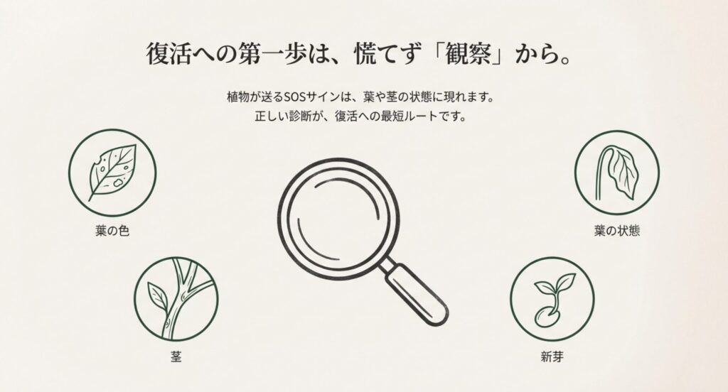モンステラの葉の虫食い、萎れ、変色などのSOSサインを示すアイコン図解