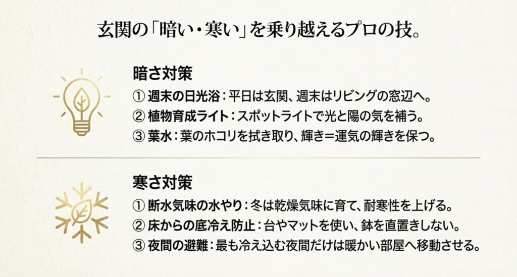 日光浴のローテーションや育成ライトの活用、冬の断水気味の水やりや底冷え対策など、玄関で枯らさないためのプロの技をまとめた図。