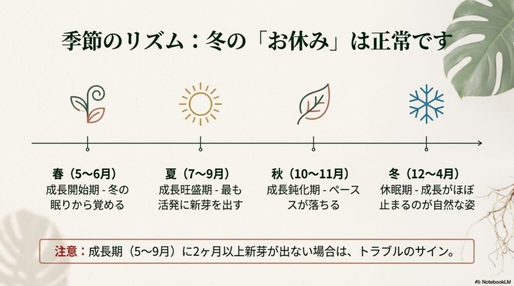 モンステラの春・夏・秋・冬それぞれの成長リズムと休眠期の解説