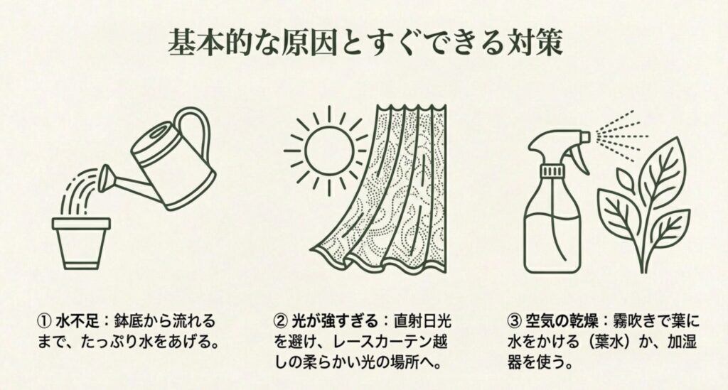 モンステラの葉が丸まる時の対処法イラスト。たっぷりの水やり、直射日光を避けたレースカーテン越しの光、霧吹きによる葉水（湿度管理）の3つのポイントを描いています。