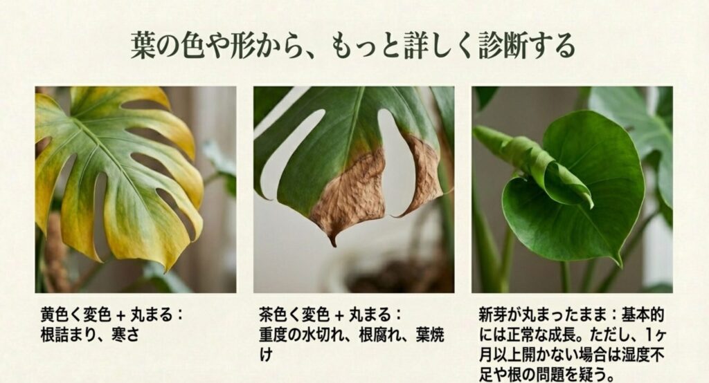 モンステラの葉の変色パターン別の診断図。黄色い葉は根詰まりや寒さ、茶色い枯れは水切れや葉焼け、新芽の丸まりは正常な成長過程であることを写真で解説しています。