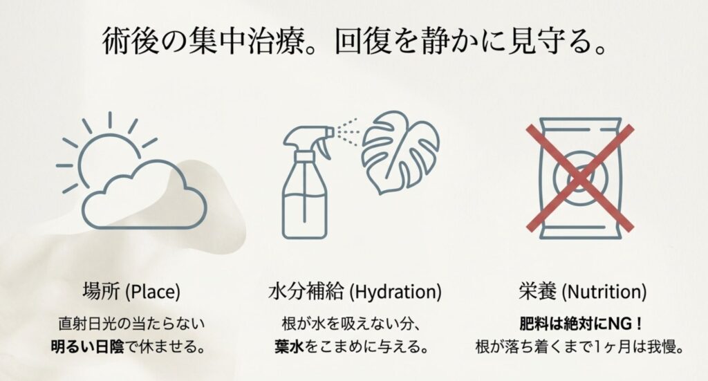 植え替え直後のモンステラに必要な明るい日陰での管理、葉水による保湿、肥料禁止のポイント解説。