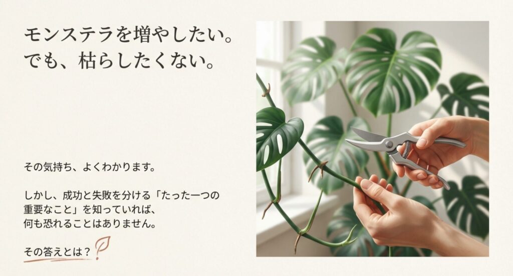 モンステラの葉と剪定バサミを持つ手の写真。「節で増やすモンステラ」というタイトルが書かれている。