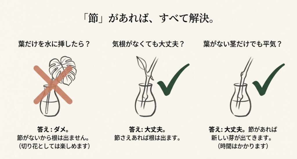 葉だけのモンステラを水に挿した「バツ」のイラストと、節がある茎を挿した「チェック（正解）」のイラスト比較。