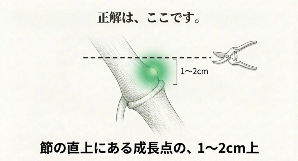 モンステラの節と成長点の位置関係、節の1〜2cm上を切る正しい剪定ラインを示した図解。