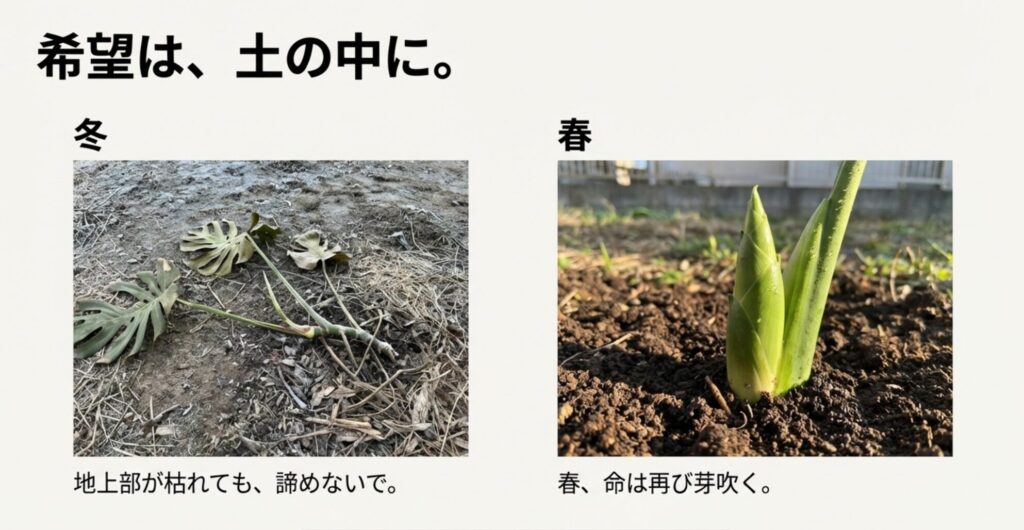 地上部が枯れたモンステラの様子と、春にタケノコのような新芽が出る復活の様子
