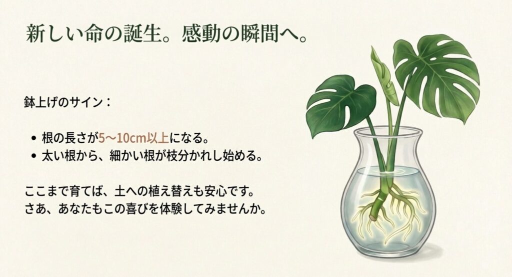 ガラス容器の中で十分に根が伸びたモンステラのイラスト。「新しい命の誕生。感動の瞬間へ」というテキスト。