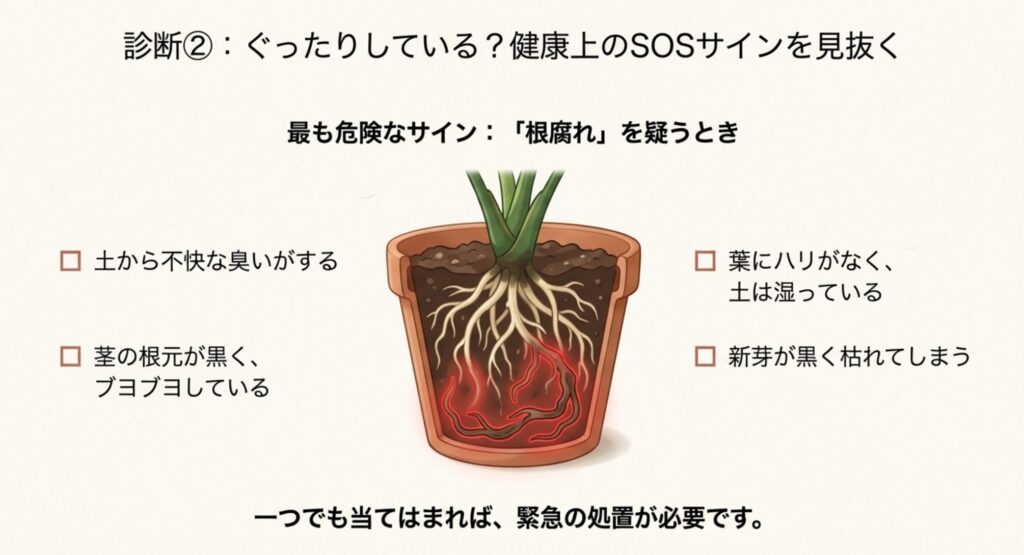 根腐れしたモンステラの黒い茎と根の断面図